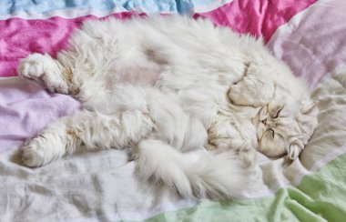 İngiliz uzun saçlı beyaz kedi yatakta sırt üstü yatıyor..