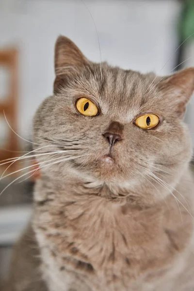 Portrait British Lilac Cat Yellow Eyes Close — Φωτογραφία Αρχείου