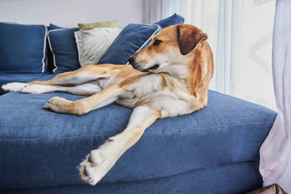 Büyük kulaklı şirin kırmızı köpek, köpek yatağındaki yeri yerine kanepede yatıyor..
