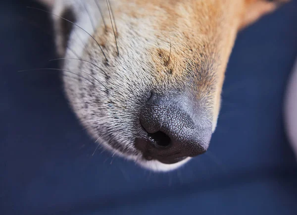 Cute red dog, nose close up Background.