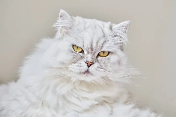 Portrait British Longhair White Cat Beige Background Close — Φωτογραφία Αρχείου