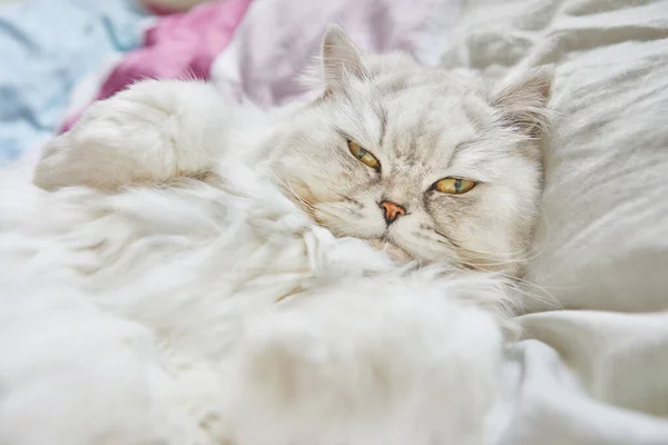 British Longhair White Cat Lies His Back Bed Portrait Close — Φωτογραφία Αρχείου