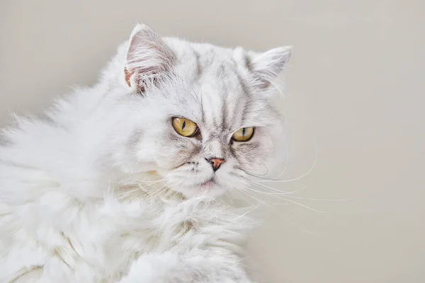 Portrait British Longhair White Cat Beige Background Close — Φωτογραφία Αρχείου