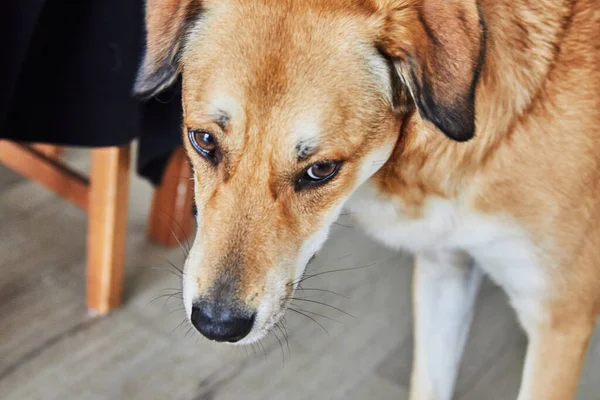 Cute red dog with sad eyes is standing in the room on the floor and waiting for the owner. Close up