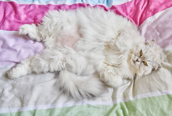 Βρετανός Μακρυμάλλης Λευκός Γάτος Ξαπλώνει Ανάσκελα Στο Κρεβάτι — Φωτογραφία Αρχείου