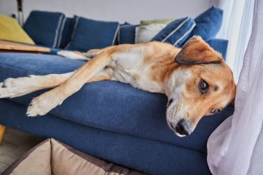 Büyük kulaklı şirin kırmızı köpek, köpek yatağındaki yeri yerine kanepede yatıyor. Kapat.
