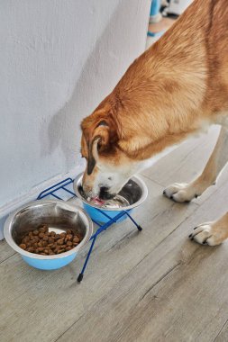 Üzgün gözleri olan sevimli kırmızı köpek diliyle bir kaseden su yalıyor..