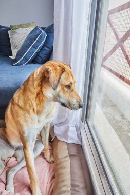 Üzgün bakışları olan sevimli kırmızı köpek köpek köpek köpek yatağında oturur ve pencereden dışarı bakar..
