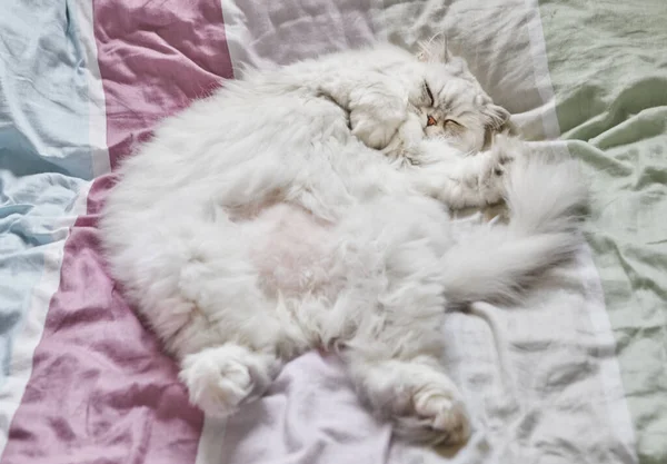 British Longhair White Cat Lies His Back Bed — Stockfoto