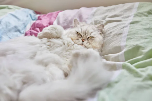 British Longhair White Cat Lies His Back Bed Portrait Close — Φωτογραφία Αρχείου