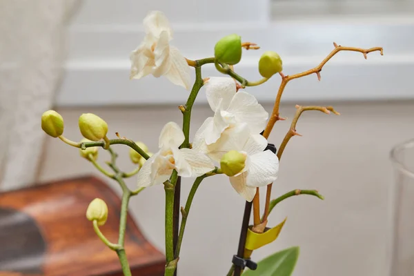 Blooming Orchid Standing Kitchen Window — Stockfoto