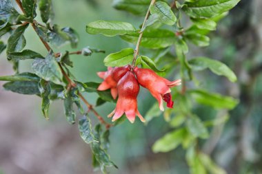 Nar ağaçlarının ekim mevsiminde, şafak vakti güneş ışınlarında. Rosh Hashanah için harika meyveler..