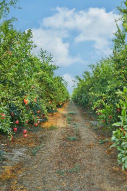 Nar ağaçlarının ekim mevsiminde, şafak vakti güneş ışınlarında. Rosh Hashanah için harika meyveler..