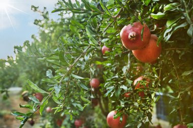 Nar ağaçlarının ekim mevsiminde, şafak vakti güneş ışınlarında. Rosh Hashanah için harika meyveler..