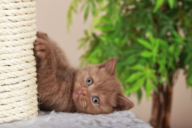 oynak yavru kedi