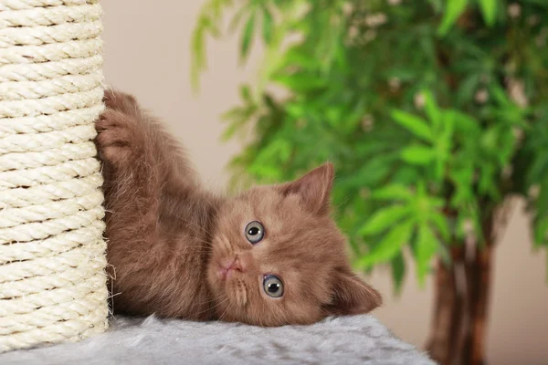 El gatito juguetón —  Fotos de Stock