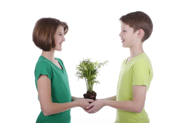 Portrait of a boy and a girl with a pot tree — Stock Photo, Image