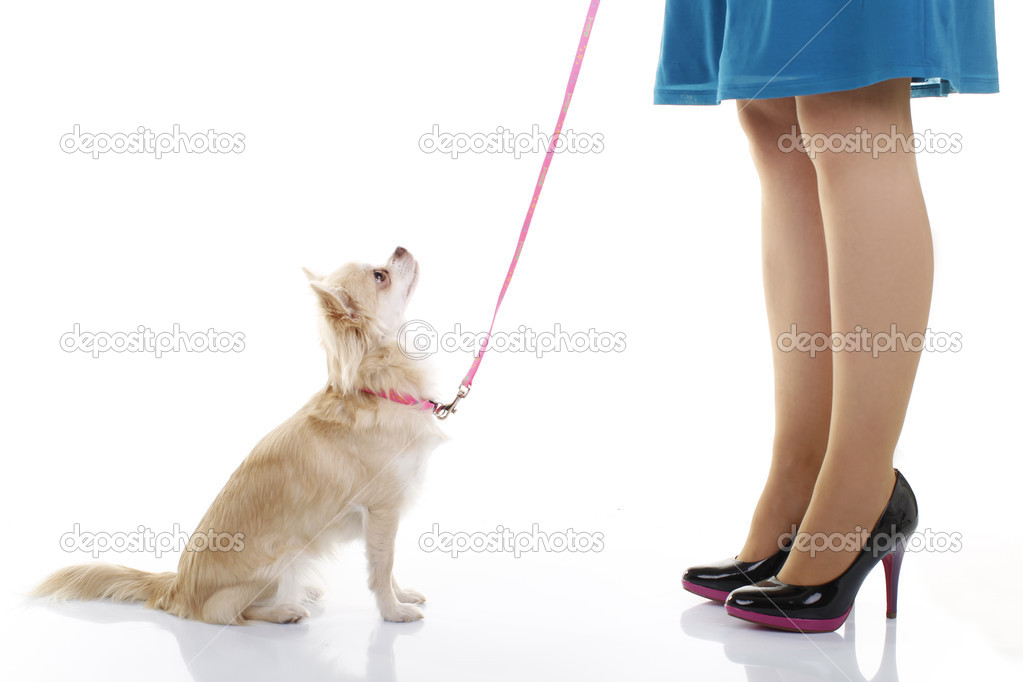 Little chihuahua dog on the leash - education