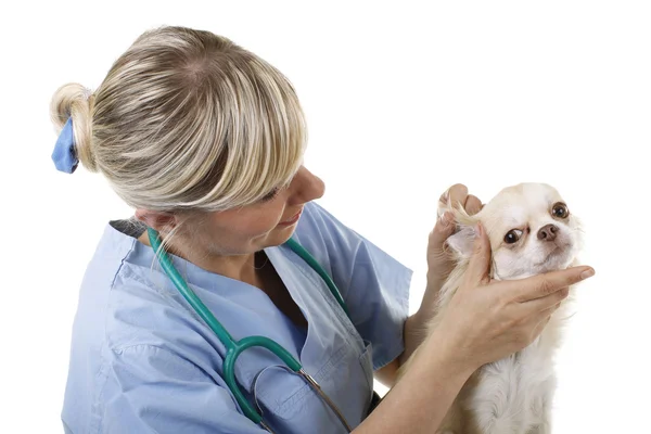 Female checks a little chihuahua dog — Stock Photo, Image