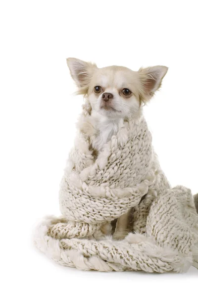 Pes Chihuahua zabalený do šál — Stock fotografie