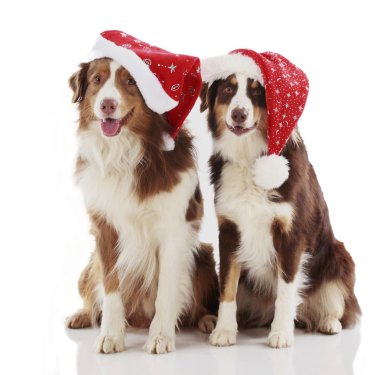Noel Baba kostümü ile iki Avustralyalı çoban köpekleri