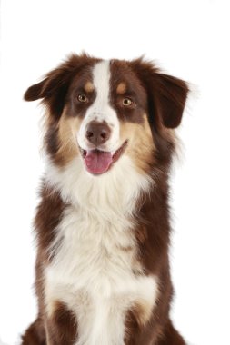 Avustralya çobanı beyaz üzerine izole edilmiş