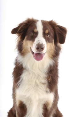 Avustralya çobanı beyaz üzerine izole edilmiş