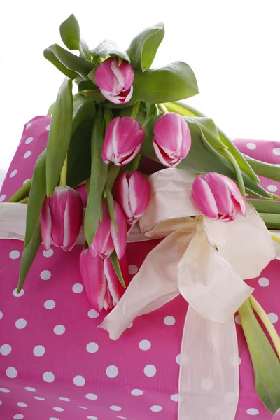 Růžové tulipány s růžovým tečkovaným pozemek — Stock fotografie