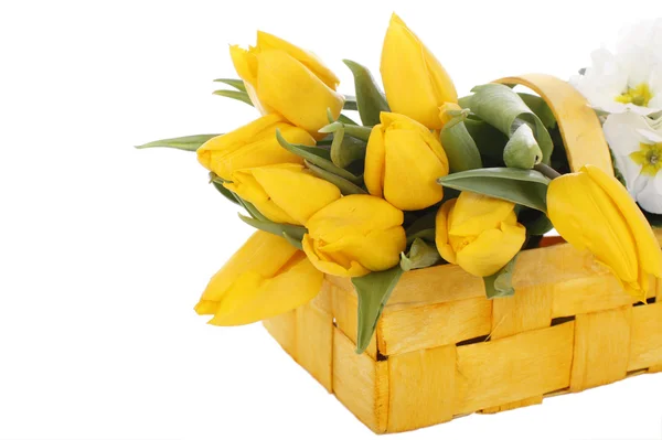Žluté tulipány v žluté koše — Stock fotografie
