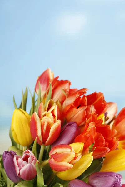 Tulipanes de colores frente al cielo azul — Foto de Stock