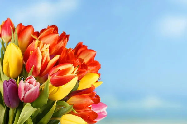 Tulipanes de colores frente al cielo azul — Foto de Stock