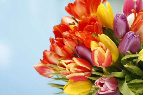 Tulipanes de colores frente al cielo azul — Foto de Stock