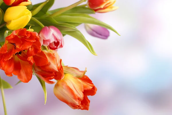 Beautiful colored tulips — Stock Photo, Image