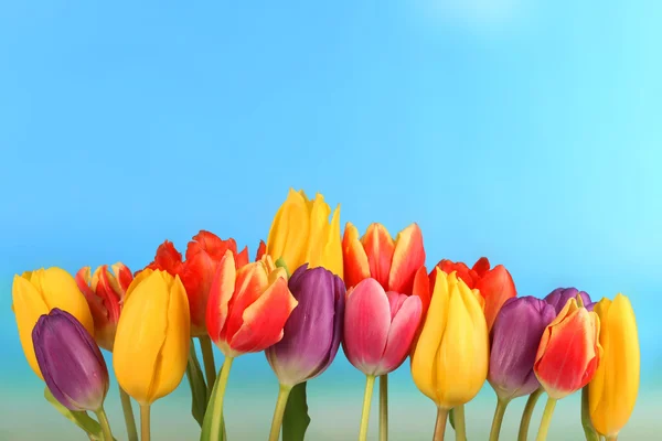 Línea de hermosos tulipanes frente al cielo azul — Foto de Stock
