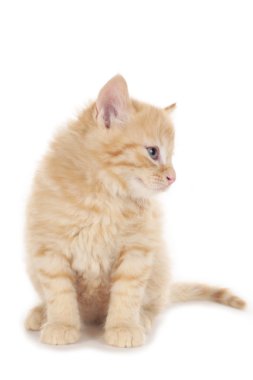 Little red tabby kitten looking sideways