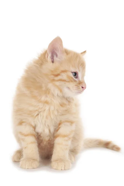 Little red tabby kitten looking sideways — Stok fotoğraf