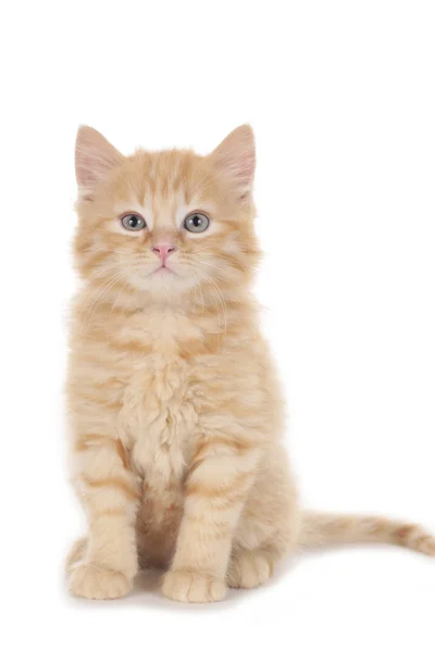 Doce vermelho tabby doméstico gatinho isolado — Fotografia de Stock