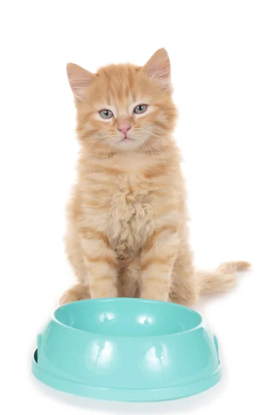 Makea kotimainen kissanpentu istuu ruokakulhon takana — kuvapankkivalokuva