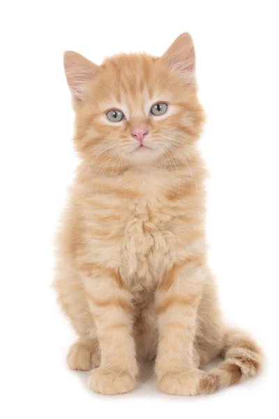 Dulce rojo tabby doméstico gatito aislado —  Fotos de Stock
