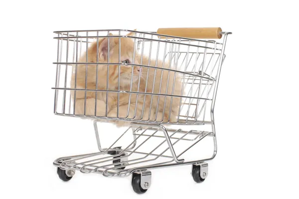 Kitten sitting in shopping trolley — Stock Photo, Image