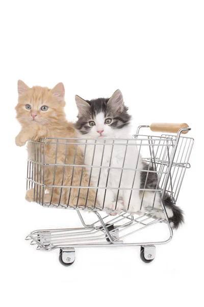 Kitten sitting in shopping trolley — Stock Photo, Image