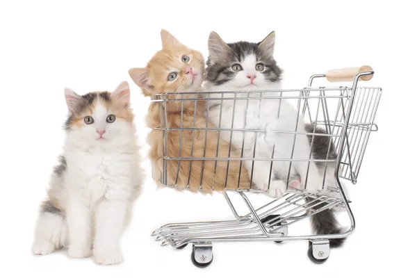 Kitten sitting in shopping trolley — Stock Photo, Image