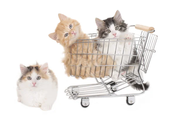 Kissanpentu istuu ostoskärryissä — kuvapankkivalokuva