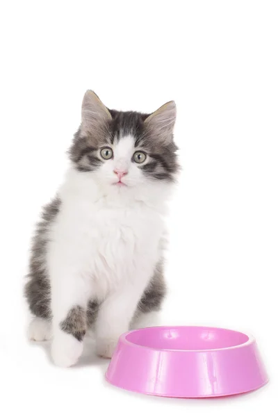 Dulce gatito doméstico sentado detrás de un plato de comida —  Fotos de Stock