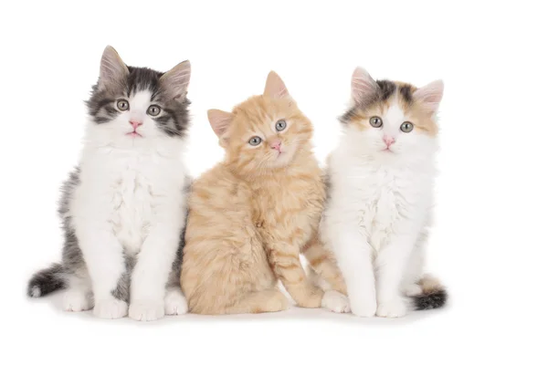Tre söta inhemska kattunge — Stockfoto