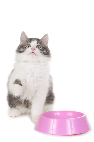 Sweet domestic kitten sitting behind food bowl — Stock Photo, Image