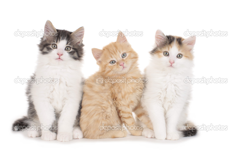 Üç tatlı yerli kedi Stok fotoğrafçılık ©absolutimages Telifsiz