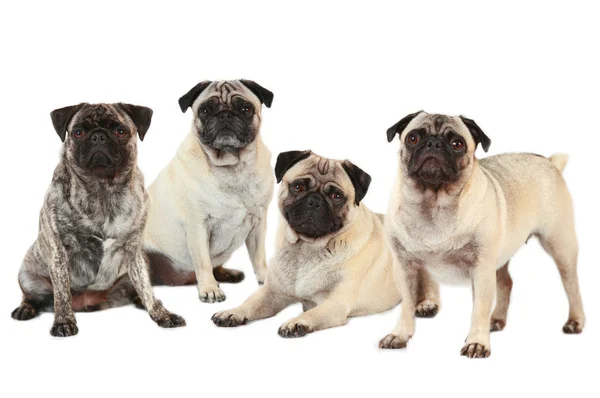 Four pugs isolated on white
