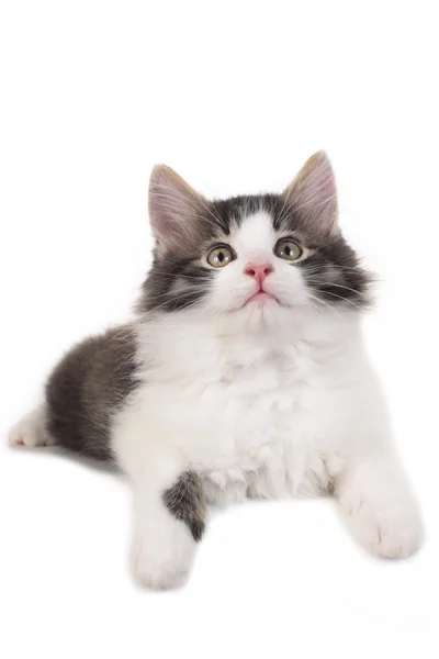 Pequeño gatito aislado en blanco — Foto de Stock