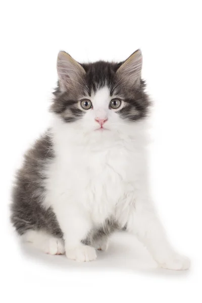 Pequeno gatinho isolado em branco — Fotografia de Stock